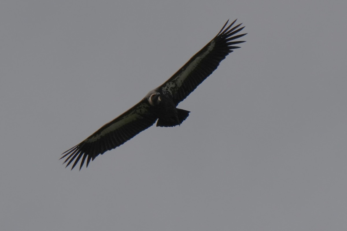 White-rumped Vulture - ML642656029