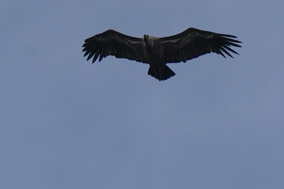 White-rumped Vulture - ML642656030