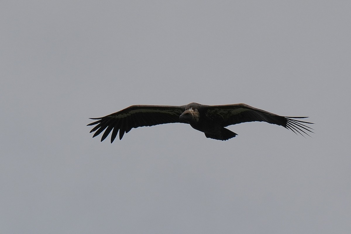 White-rumped Vulture - ML642656031