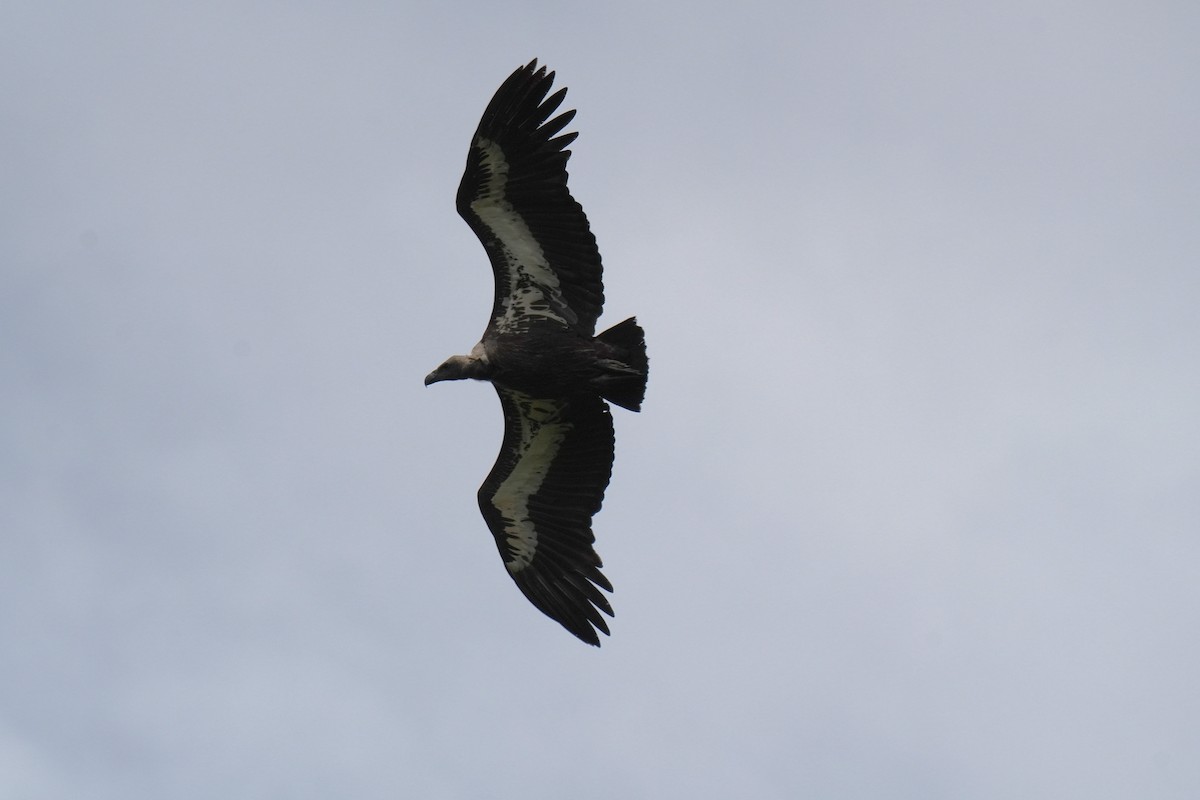 White-rumped Vulture - ML642656032