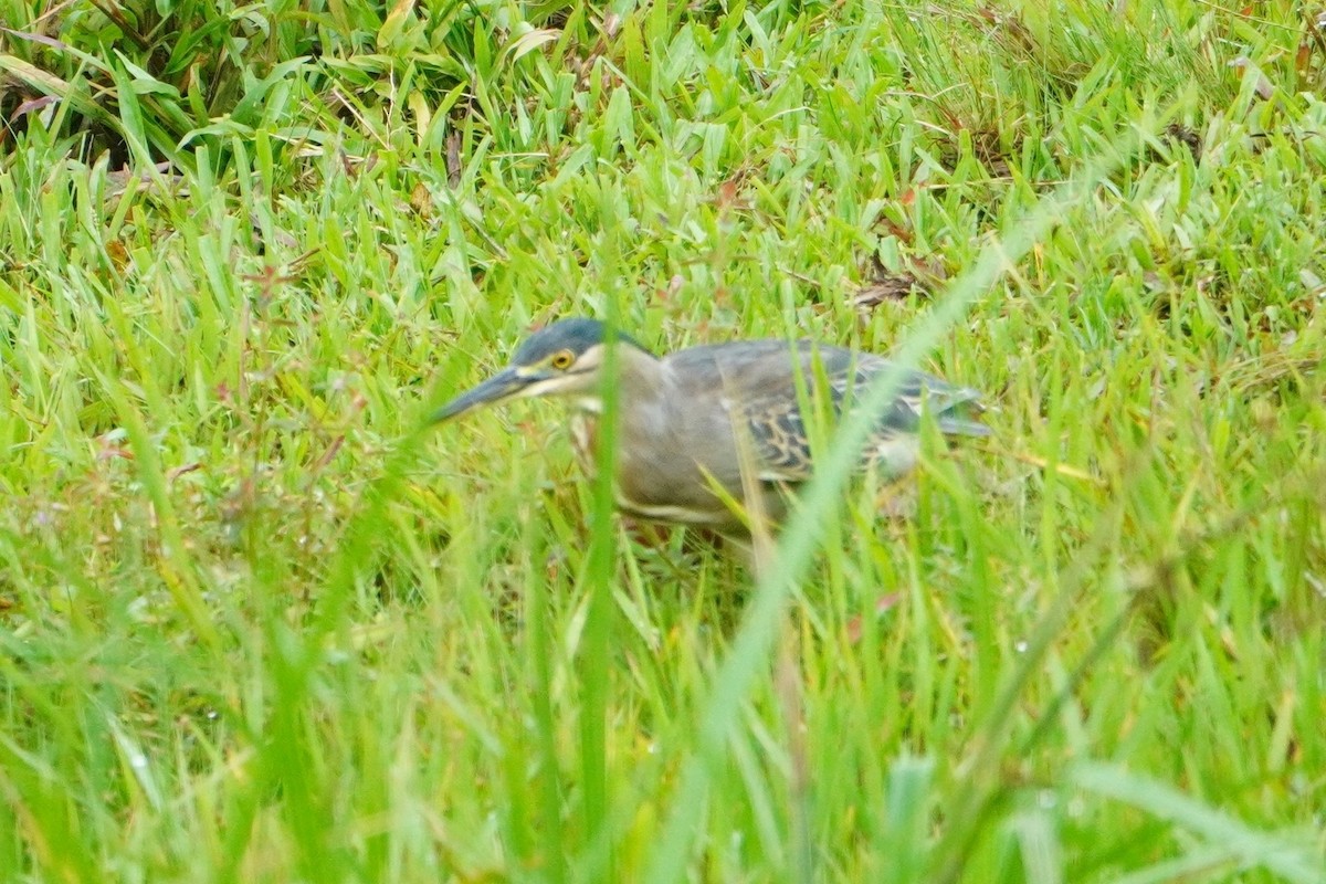 Striated Heron - ML642656038