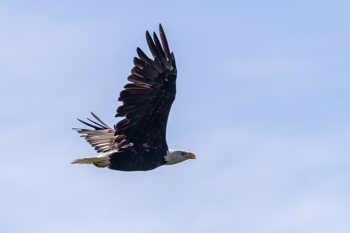 Bald Eagle - ML642656041