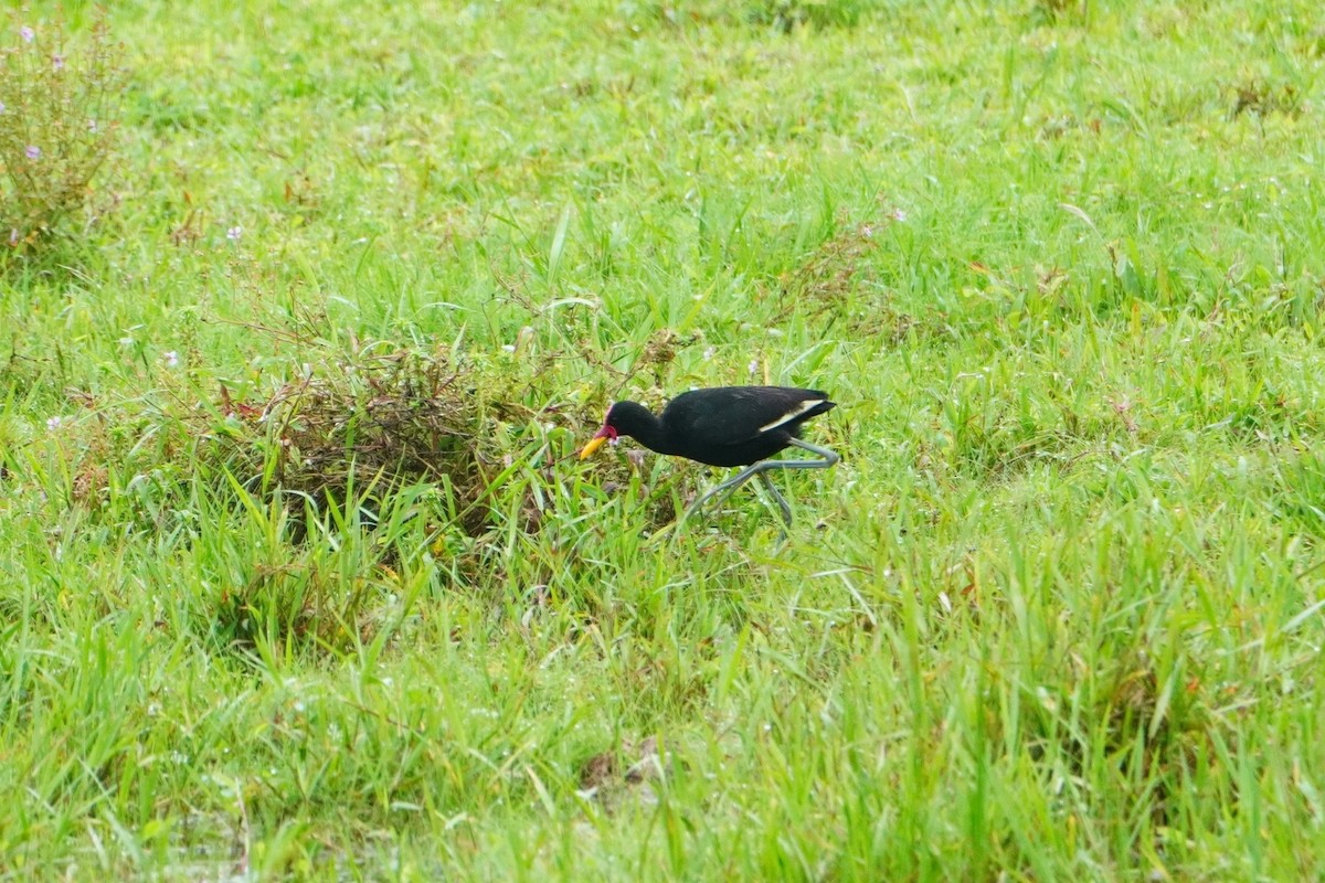 Wattled Jacana - ML642656044