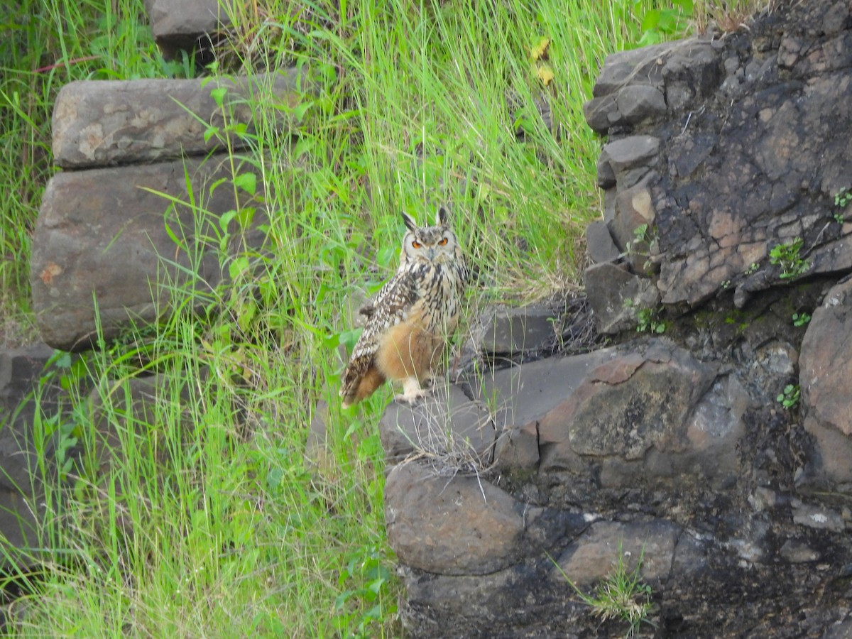Rock Eagle-Owl - ML642656068