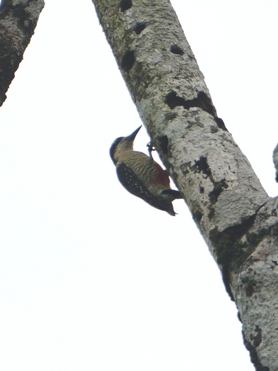 Black-cheeked Woodpecker - ML642656069