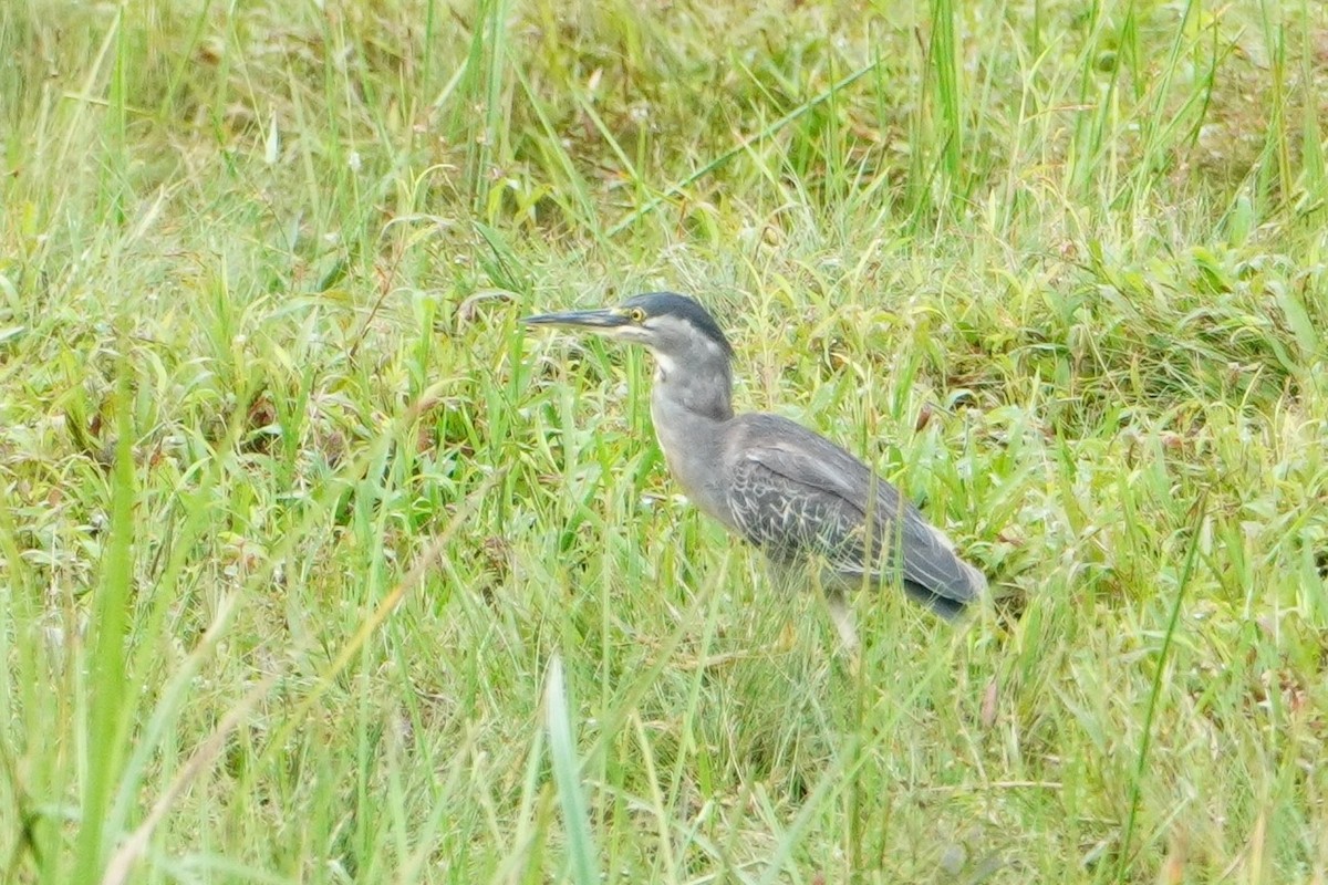 Striated Heron - ML642656070