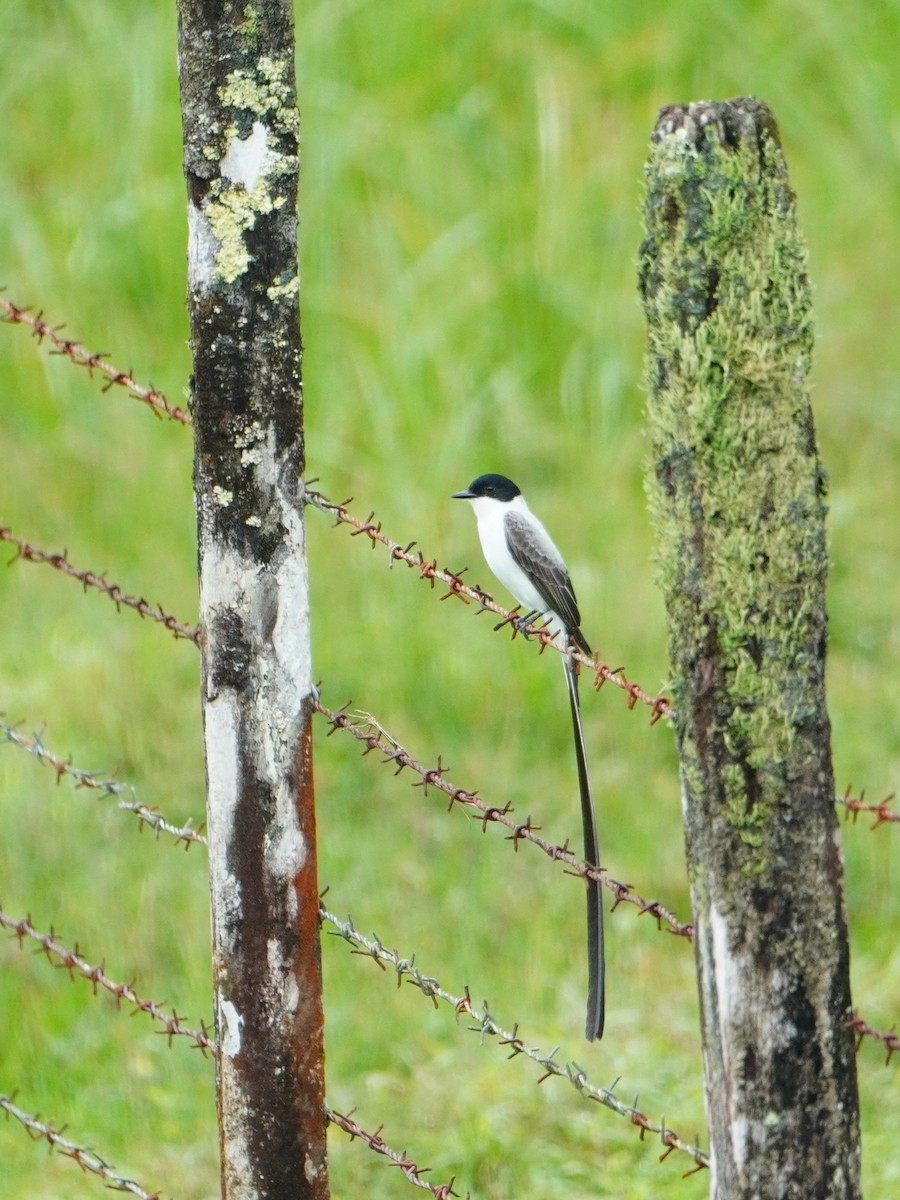 Fork-tailed Flycatcher - ML642656071
