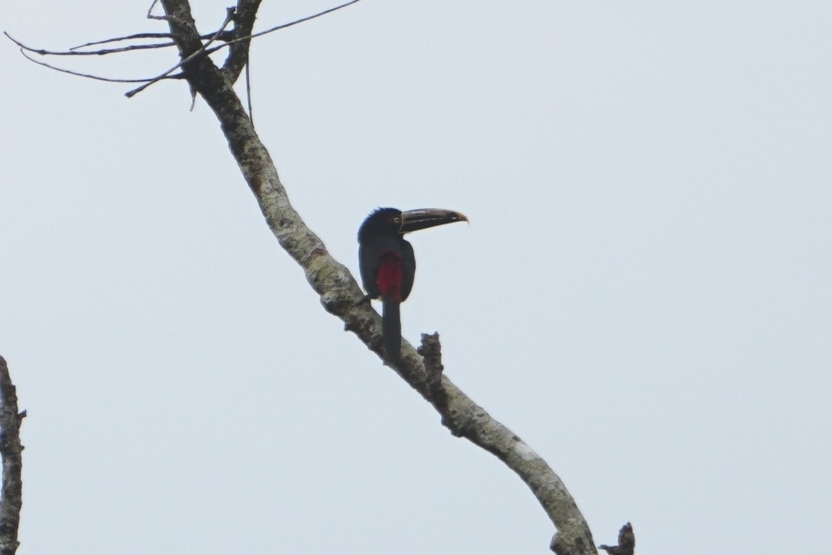 Pale-mandibled Aracari - ML642656093
