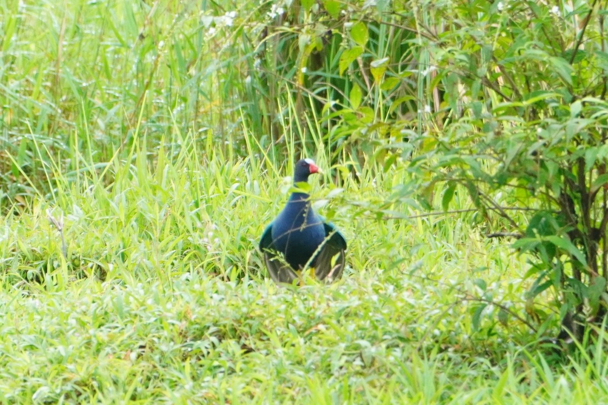 Purple Gallinule - ML642656096