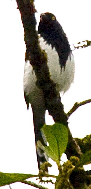 Magpie Tanager - ML642656116