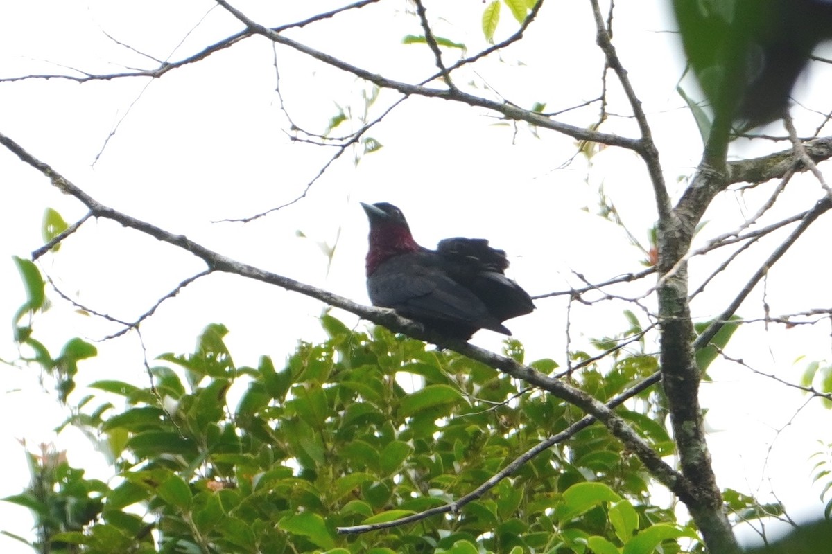 Purple-throated Fruitcrow - ML642656121