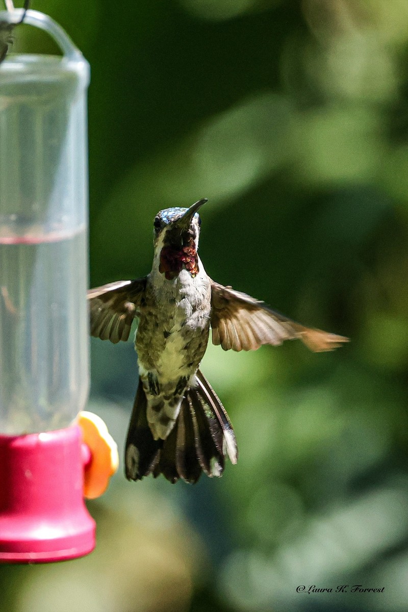 Long-billed Starthroat - ML642656134