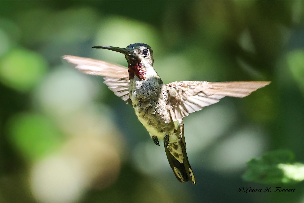 Long-billed Starthroat - ML642656136