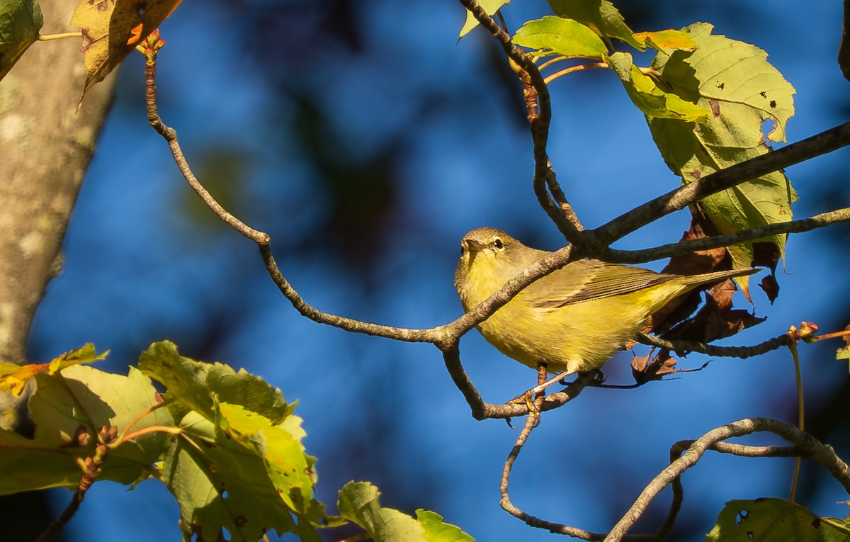 Orange-crowned Warbler - ML642656146