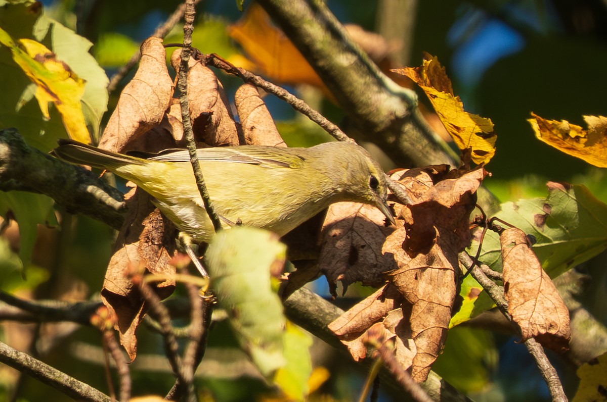 Orange-crowned Warbler - ML642656147