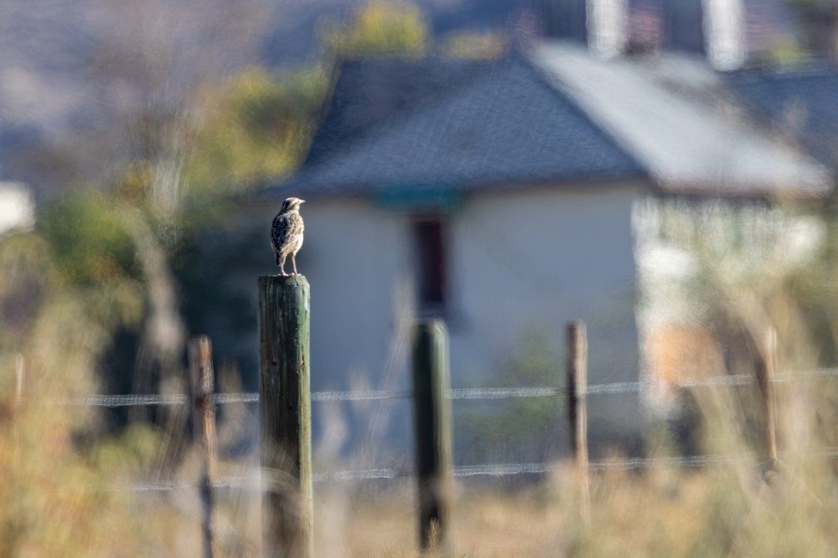 Western Meadowlark - ML642656148