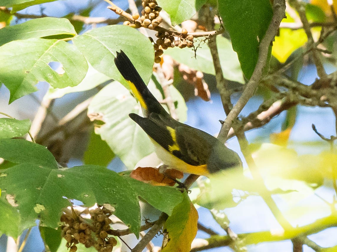 Paruline flamboyante - ML642656151