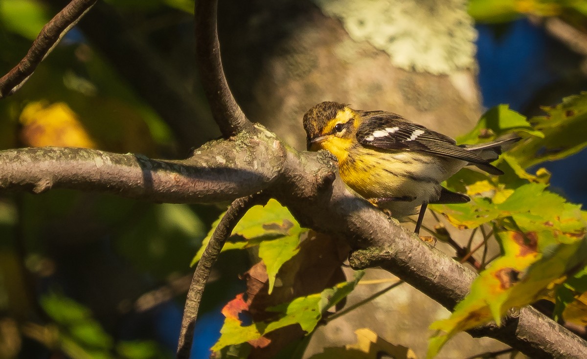 Blackburnian Warbler - ML642656163