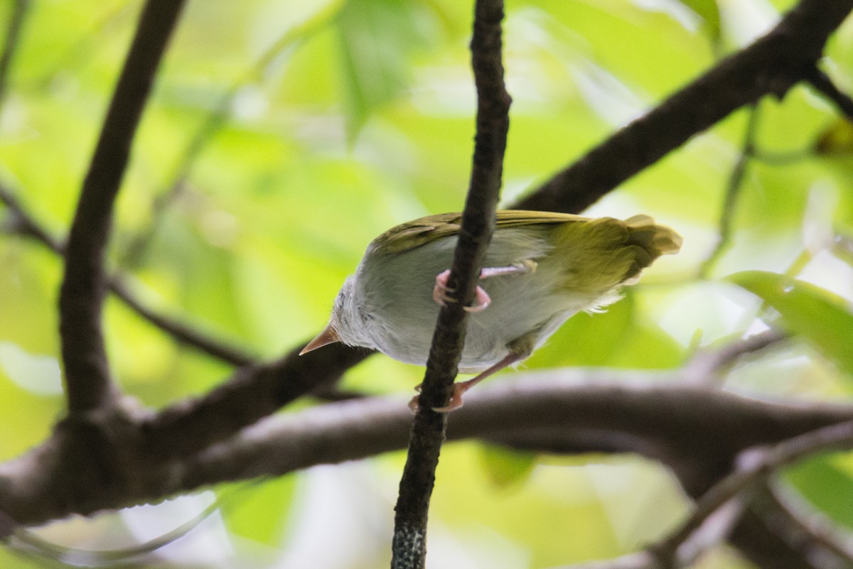 White-bellied Erpornis - ML642656177