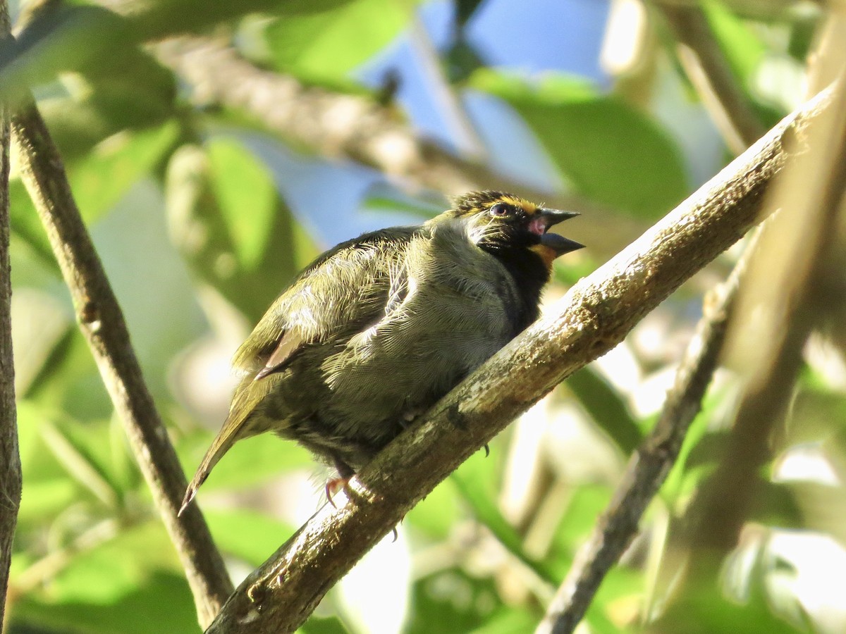 Yellow-faced Grassquit - ML642656178