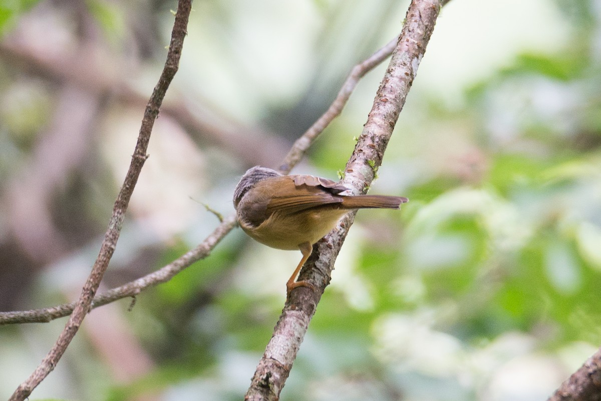 Morrison's Fulvetta - ML642656188
