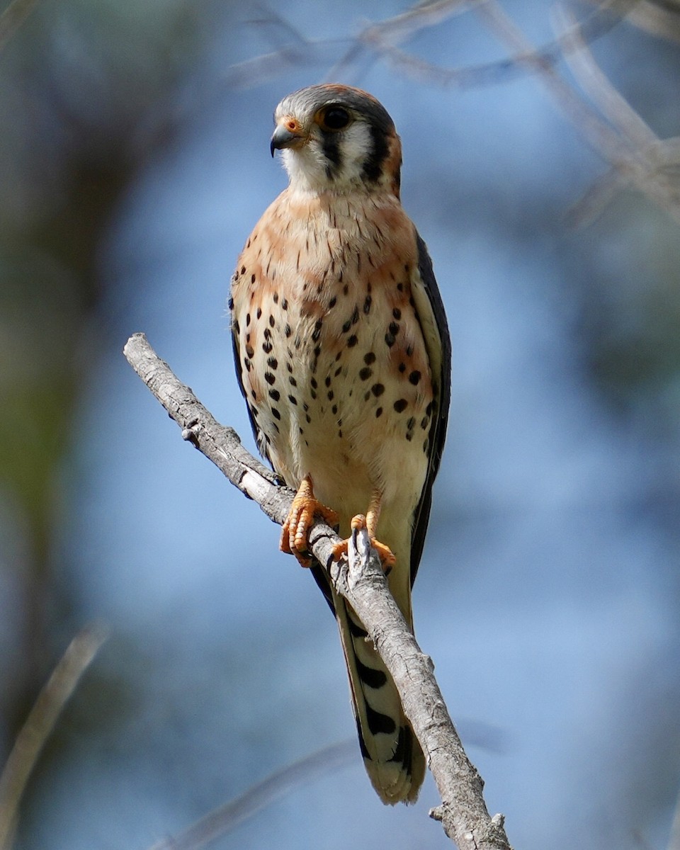 American Kestrel - ML642656201