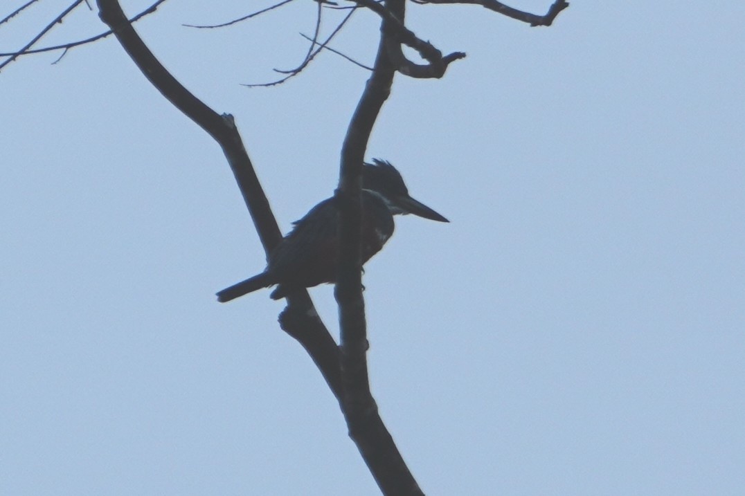 Ringed Kingfisher - ML642656205