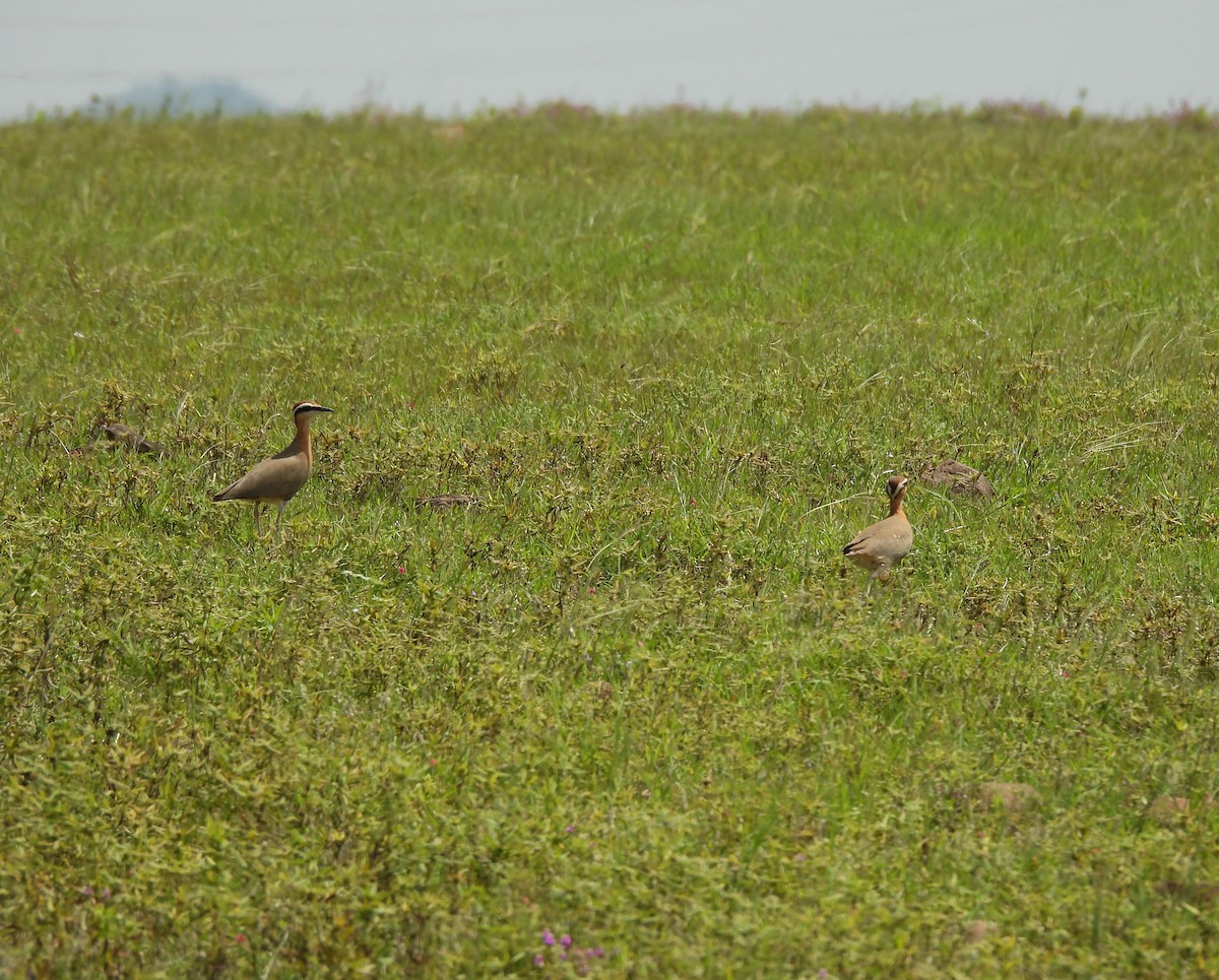Indian Courser - ML642656206