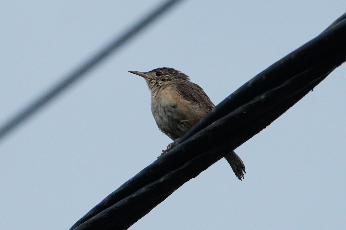 Southern House Wren - ML642656207