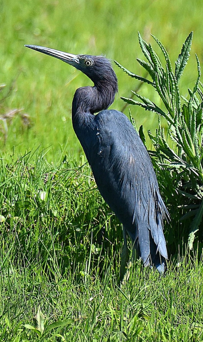 Little Blue Heron - ML642656214