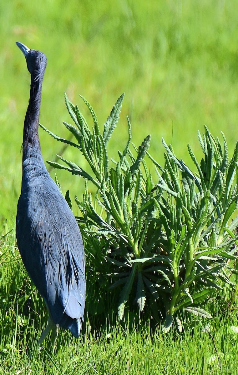 Little Blue Heron - ML642656215