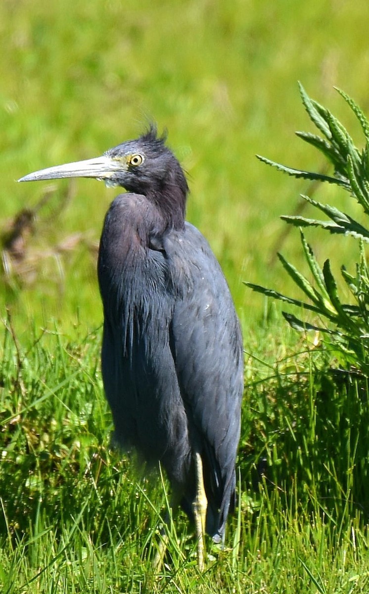 Little Blue Heron - ML642656216