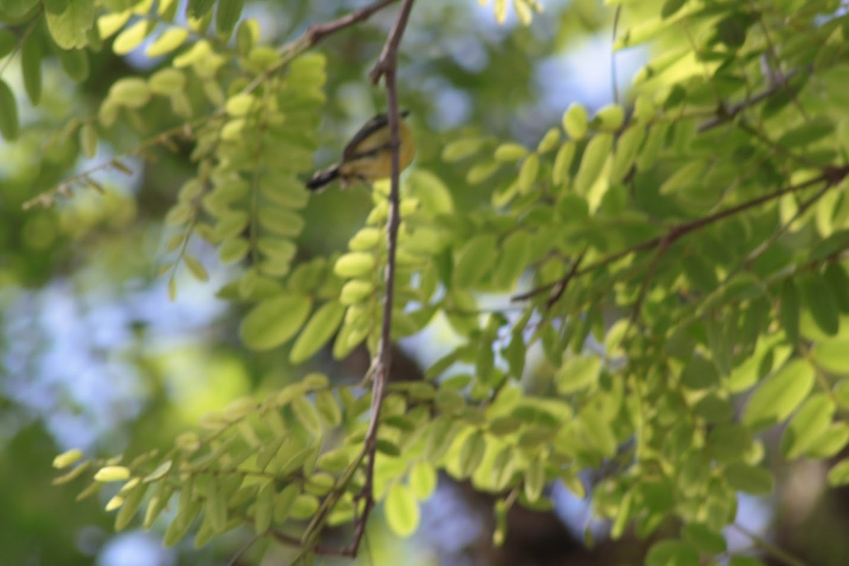 Common Tody-Flycatcher - ML642656221