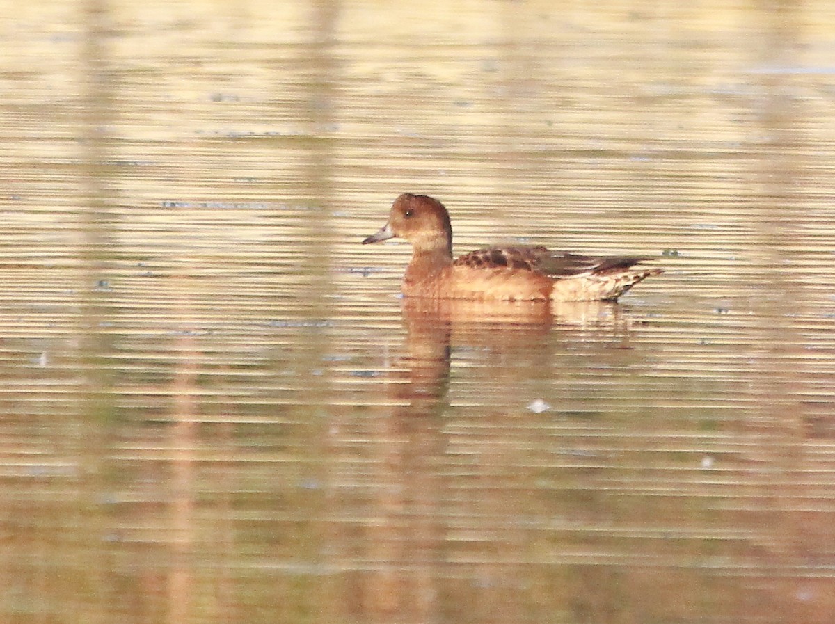 Eurasian Wigeon - ML642656222
