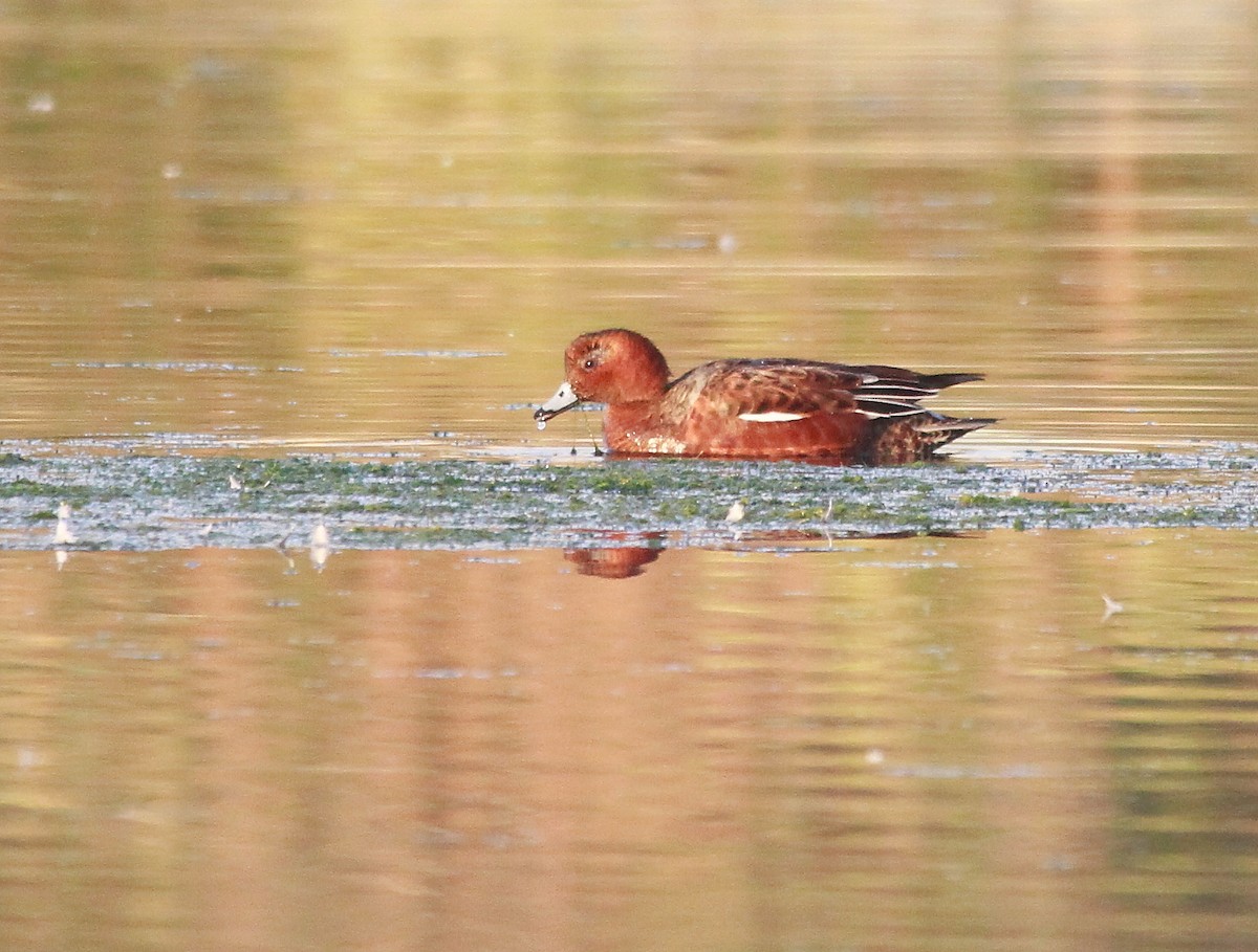 Eurasian Wigeon - ML642656223