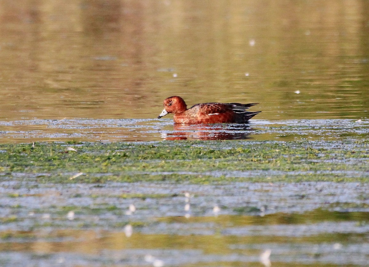 Eurasian Wigeon - ML642656224