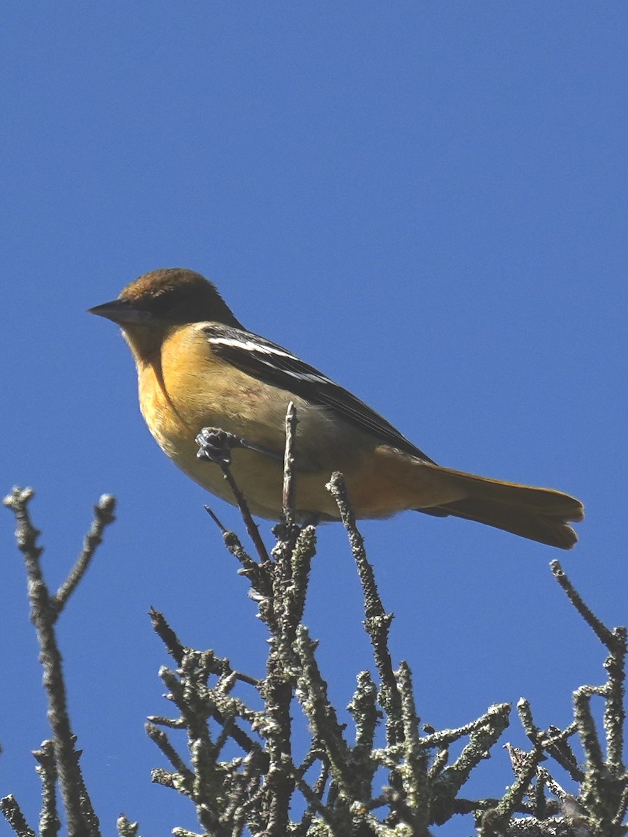 Baltimore Oriole - ML642656225