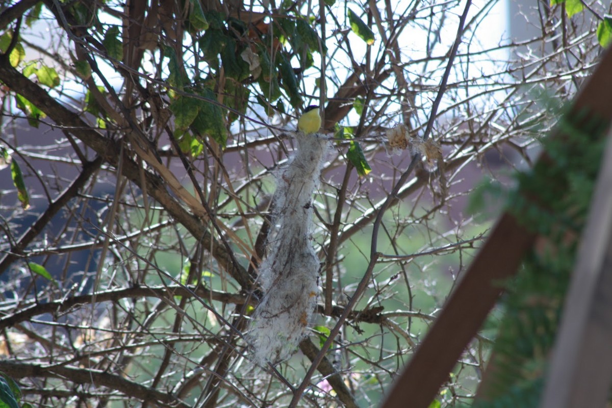 Common Tody-Flycatcher - ML642656227