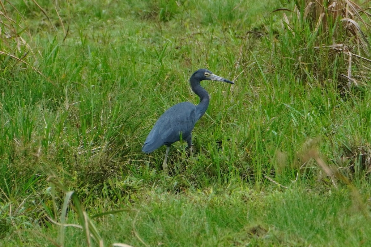 Little Blue Heron - ML642656228