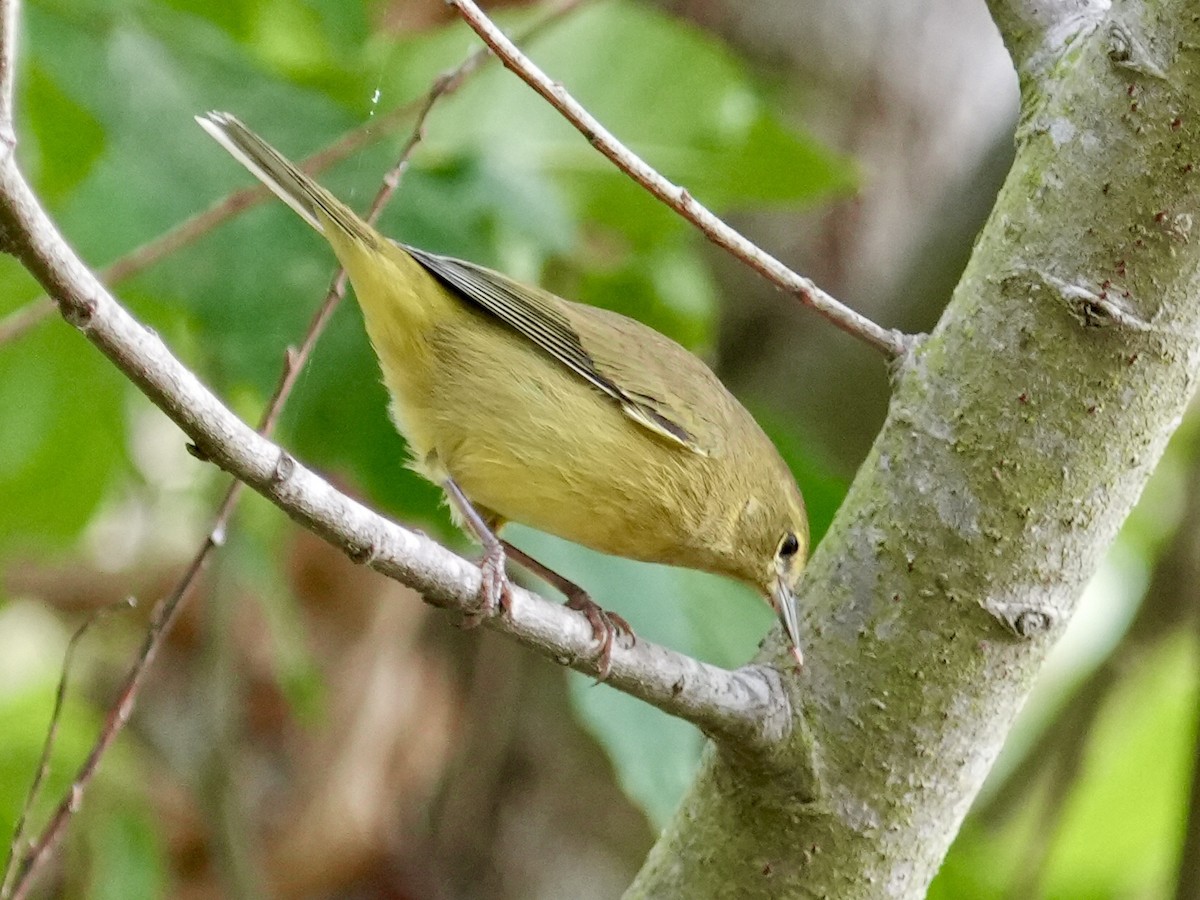 Orange-crowned Warbler - ML642656245