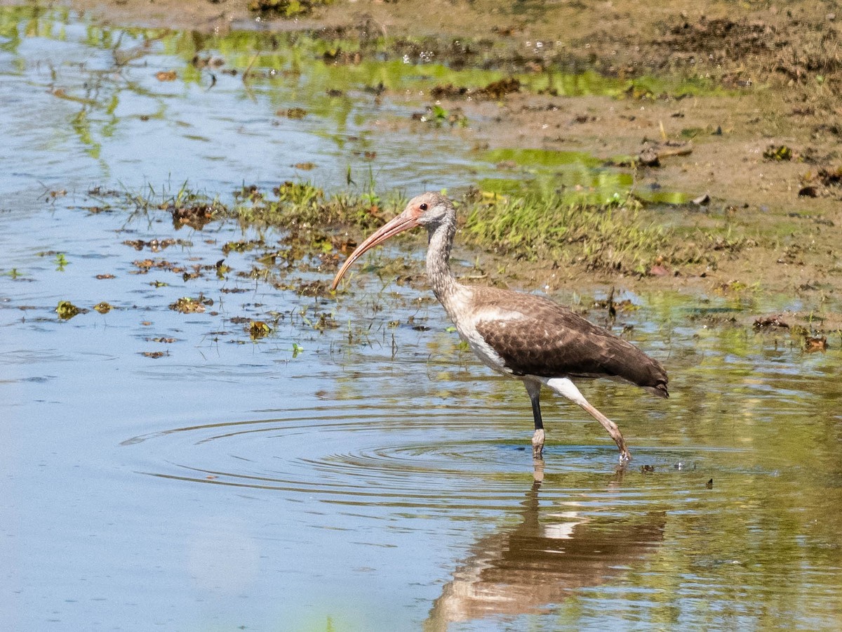Ibis blanc - ML642656256