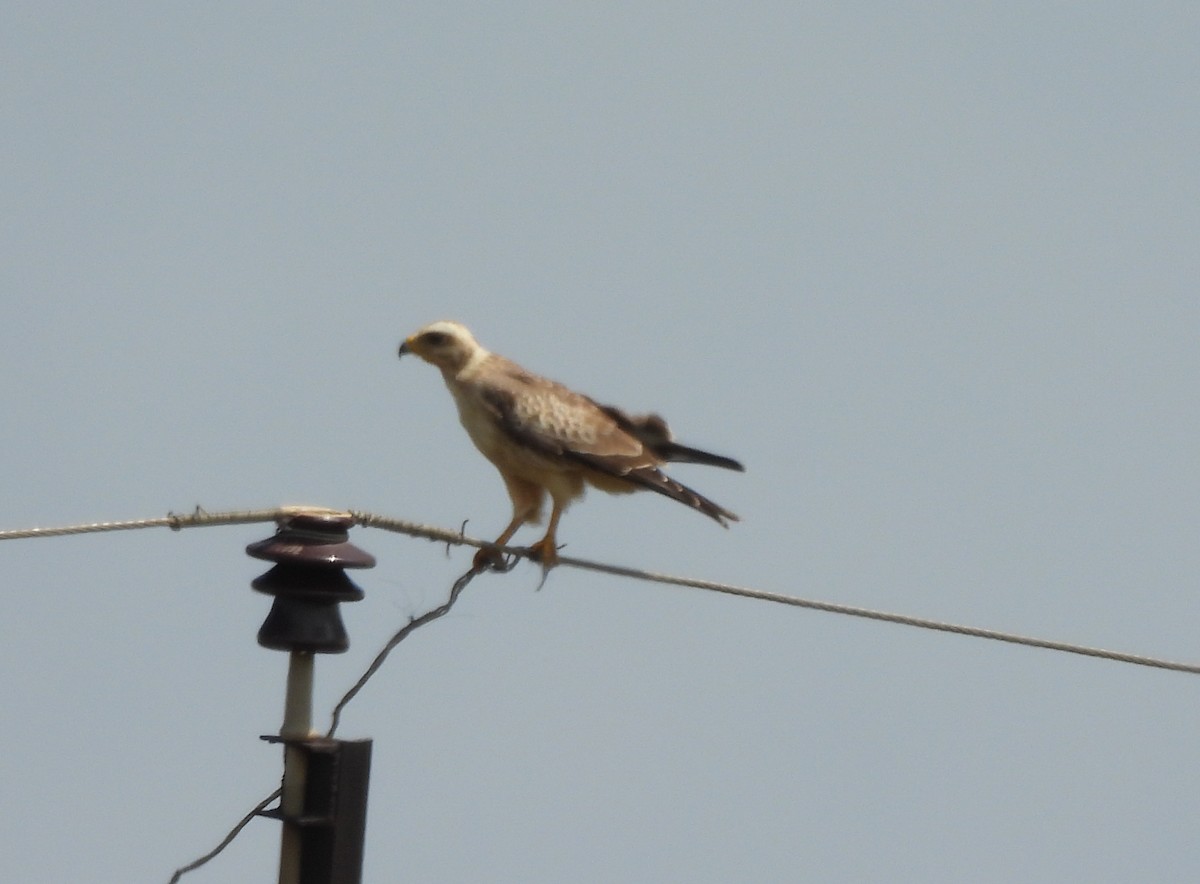 White-eyed Buzzard - ML642656267