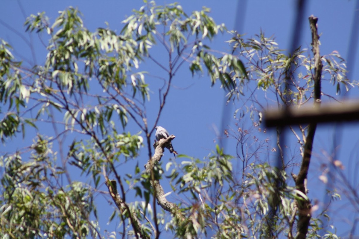 Plumbeous Kite - ML642656287
