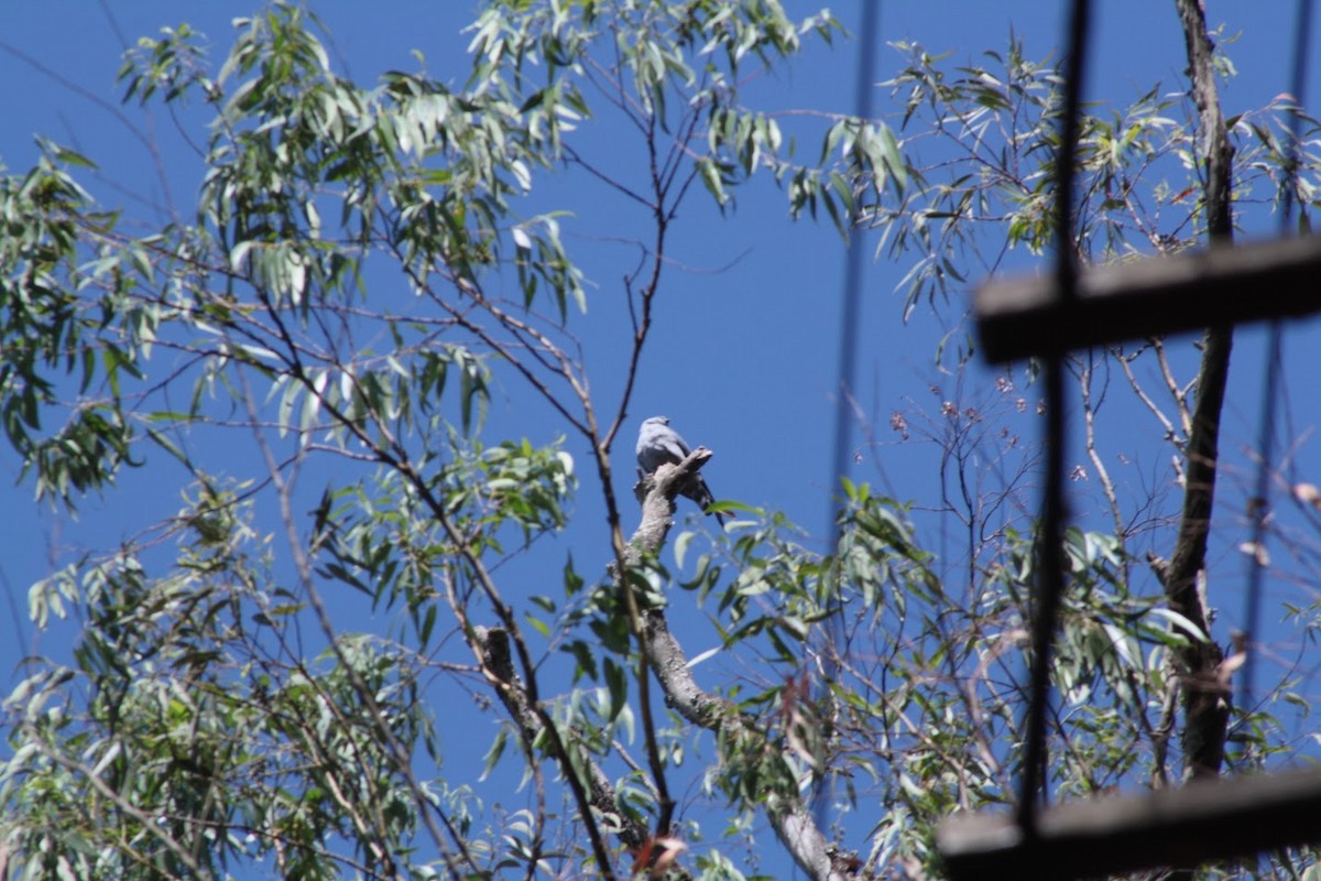 Plumbeous Kite - ML642656294