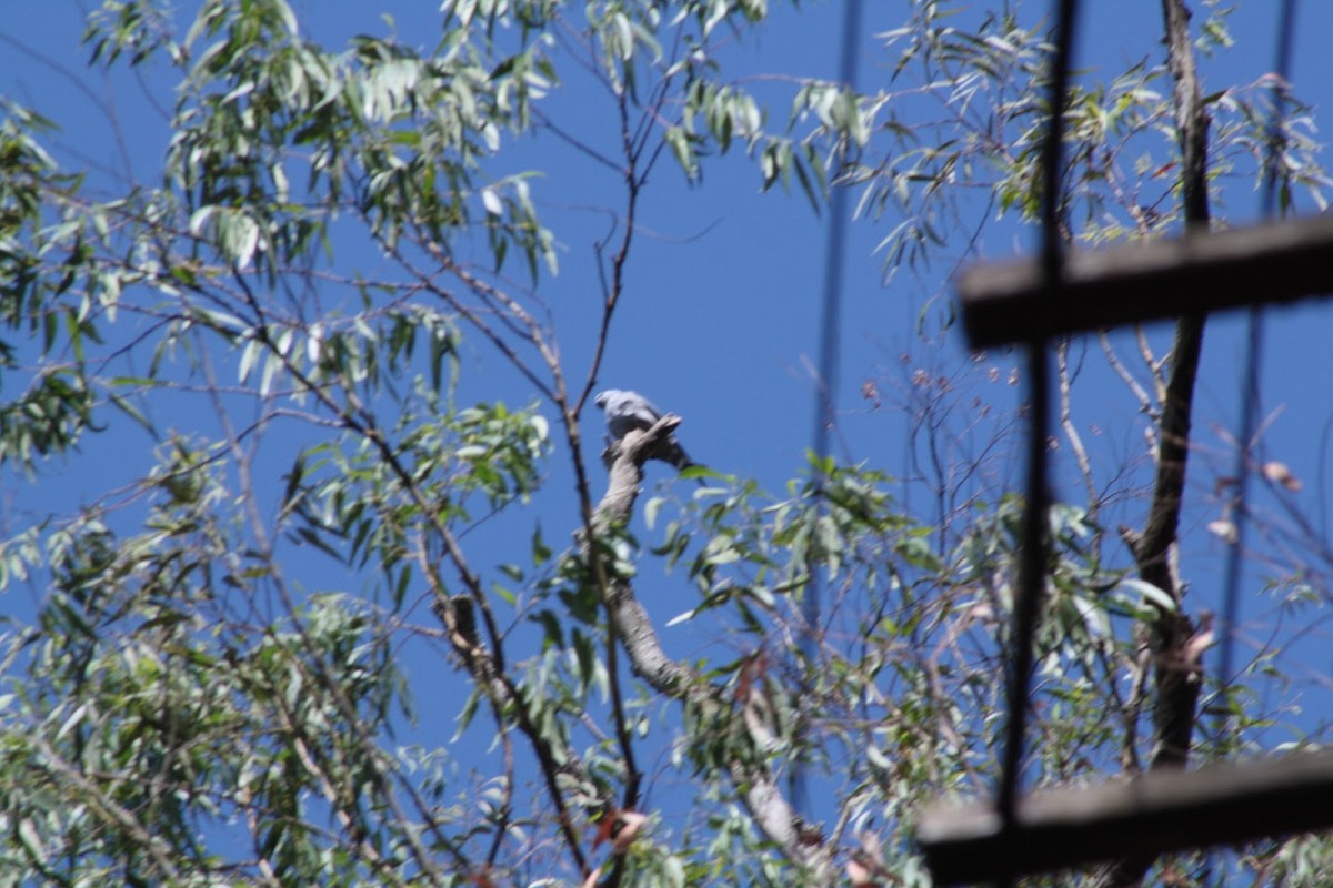 Plumbeous Kite - ML642656296