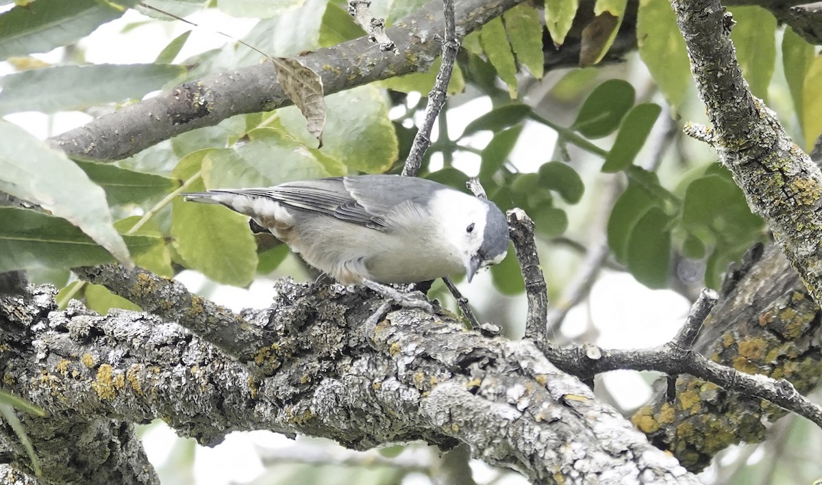 White-breasted Nuthatch (Pacific) - ML642656309