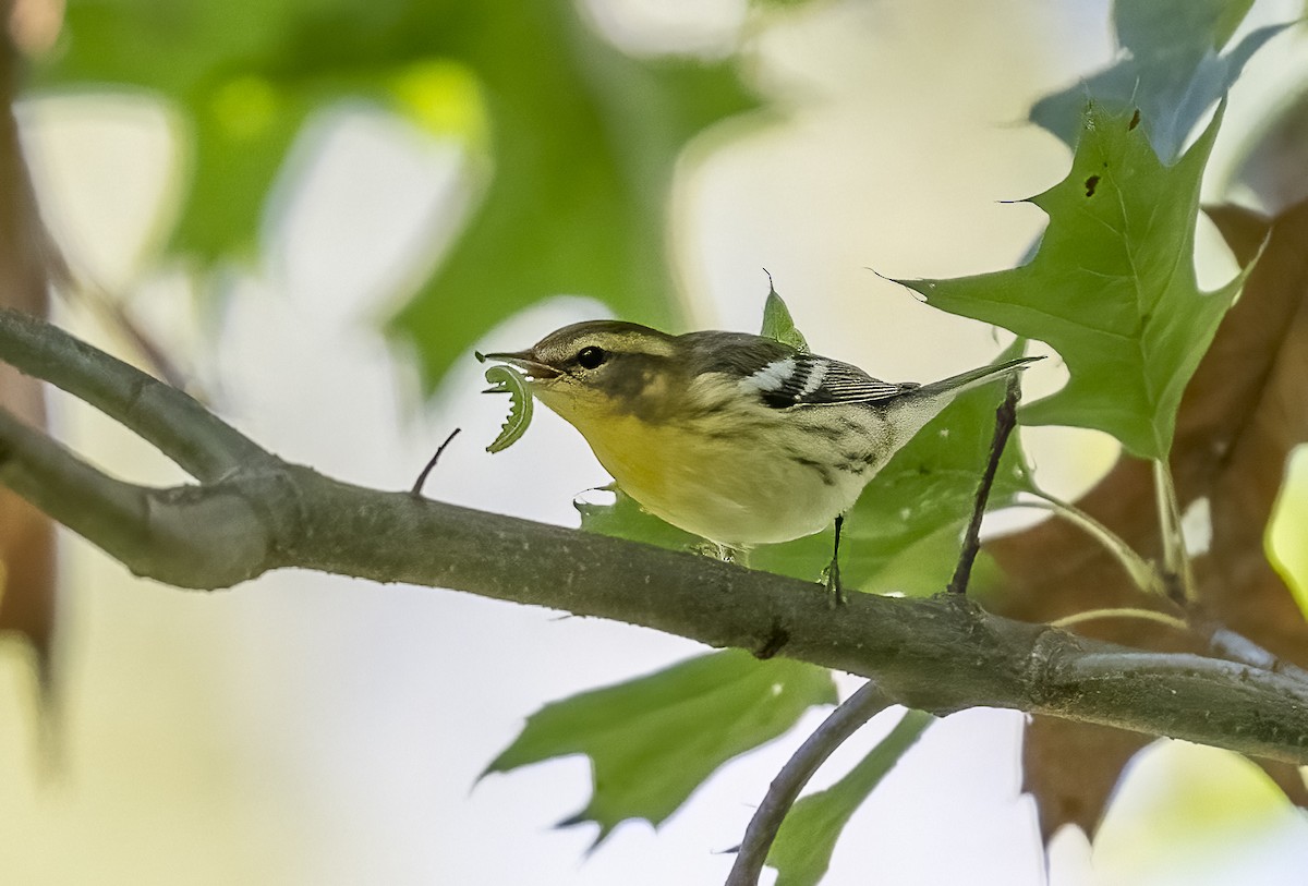 Blackburnian Warbler - ML642656337