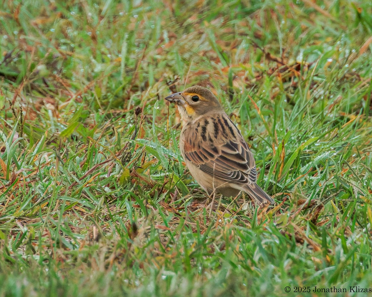 Dickcissel - ML642656338