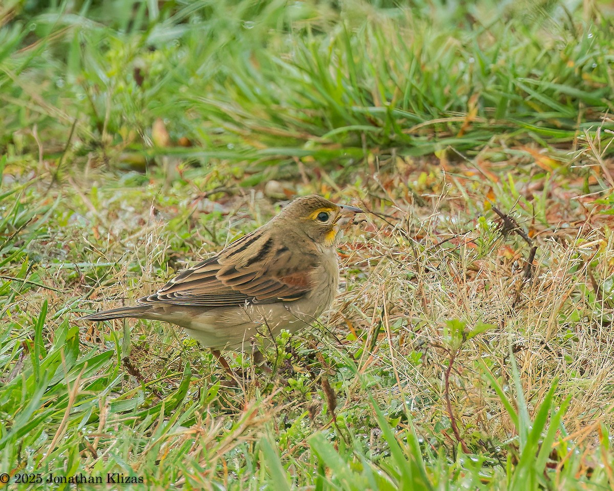 Dickcissel - ML642656339