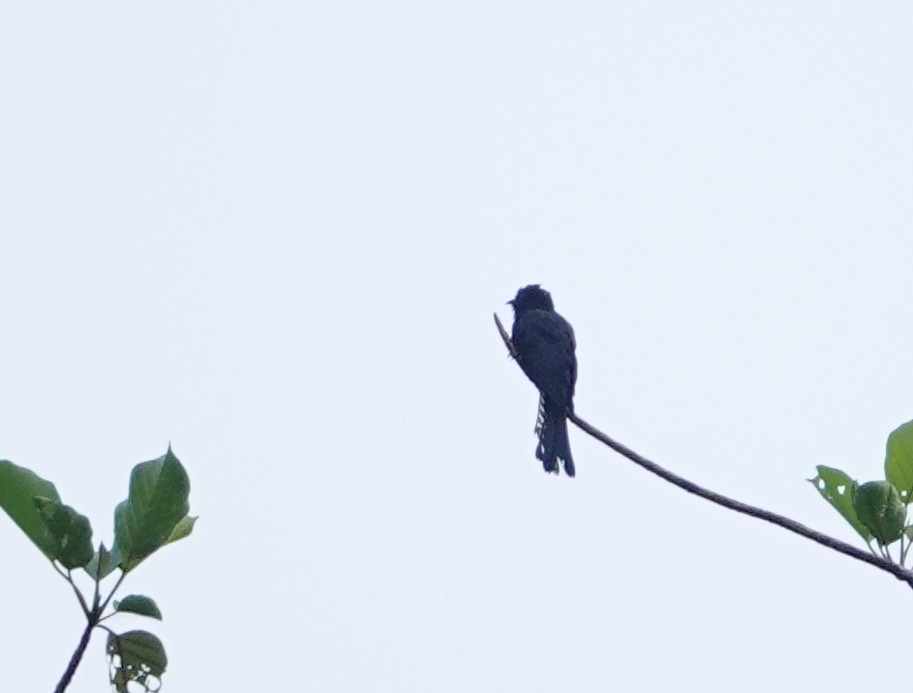 Square-tailed Drongo-Cuckoo - ML642656400
